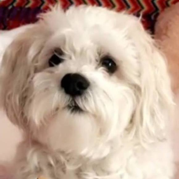 Meet your Posher, Tiffany - Picture 1 of 1